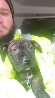 Rumpke Driver Saves Puppy