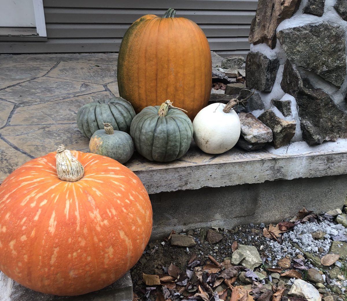 six-halloween-pumpkins-ready-for-proper-disposal