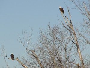 Bald eagles visit the Medora Landfill 
