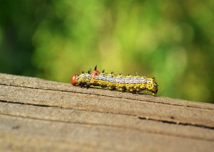 A Redhumper Caterpillar at the Medora wetland area.